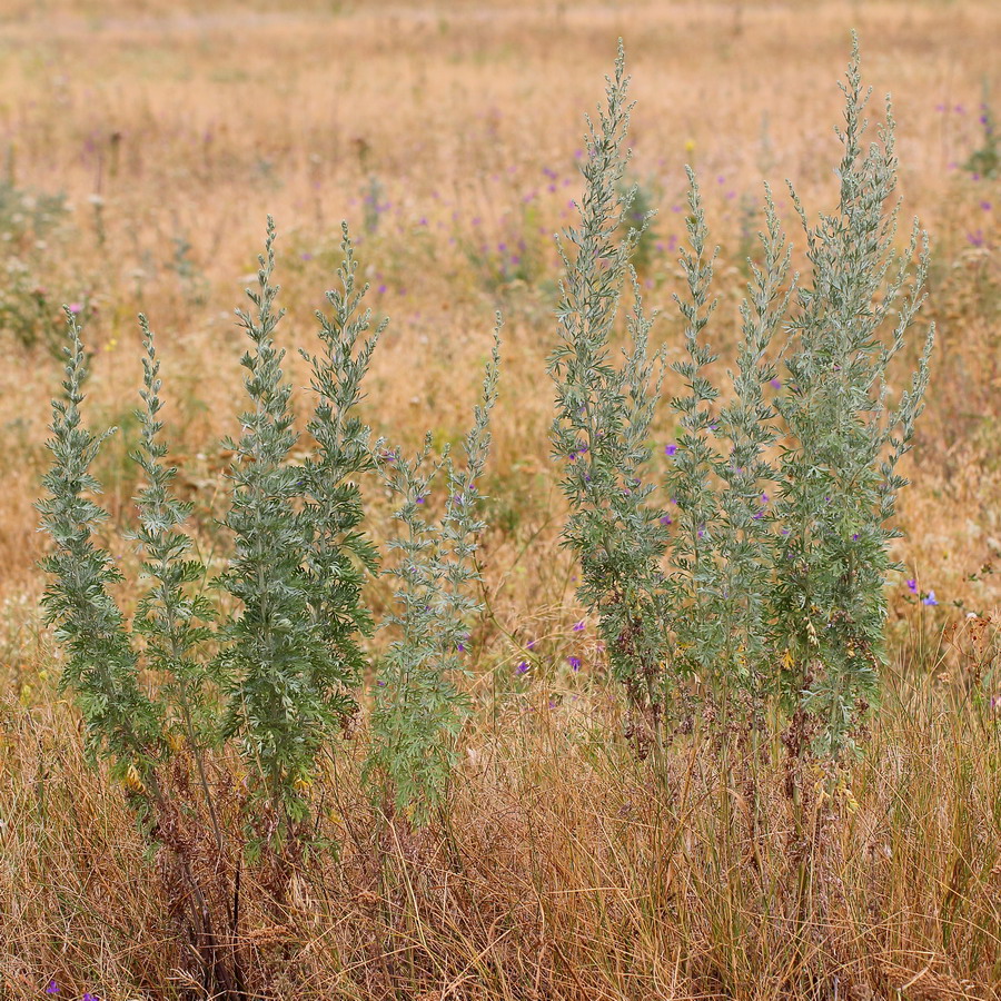 Image of Artemisia absinthium specimen.