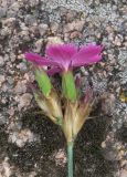 Dianthus ruprechtii