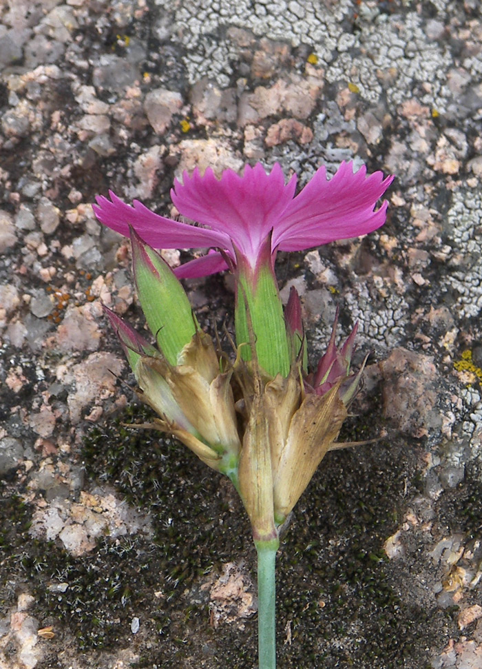 Изображение особи Dianthus ruprechtii.