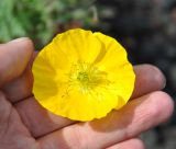 Papaver microcarpum