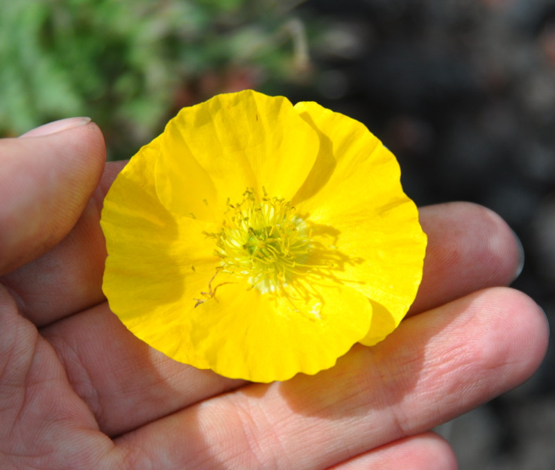 Изображение особи Papaver microcarpum.