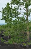 Populus suaveolens. Взрослое дерево. Камчатский край, Ключевская группа вулканов, Толбачинский дол. 18.07.2013.