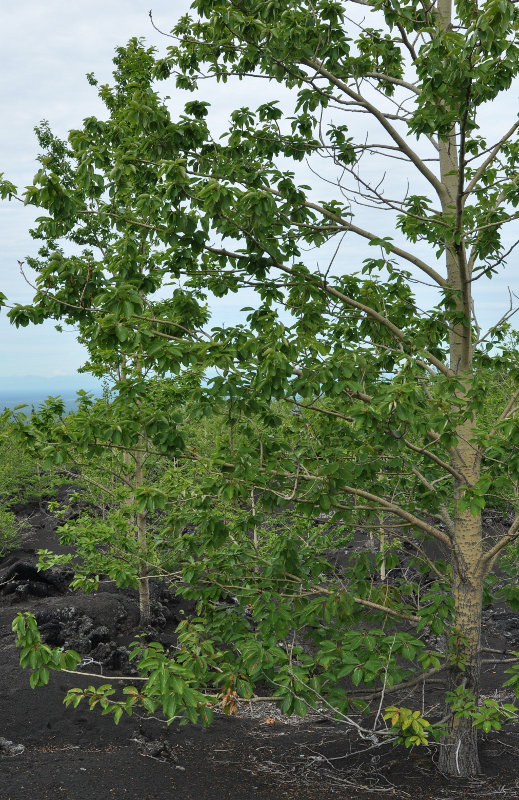 Image of Populus suaveolens specimen.