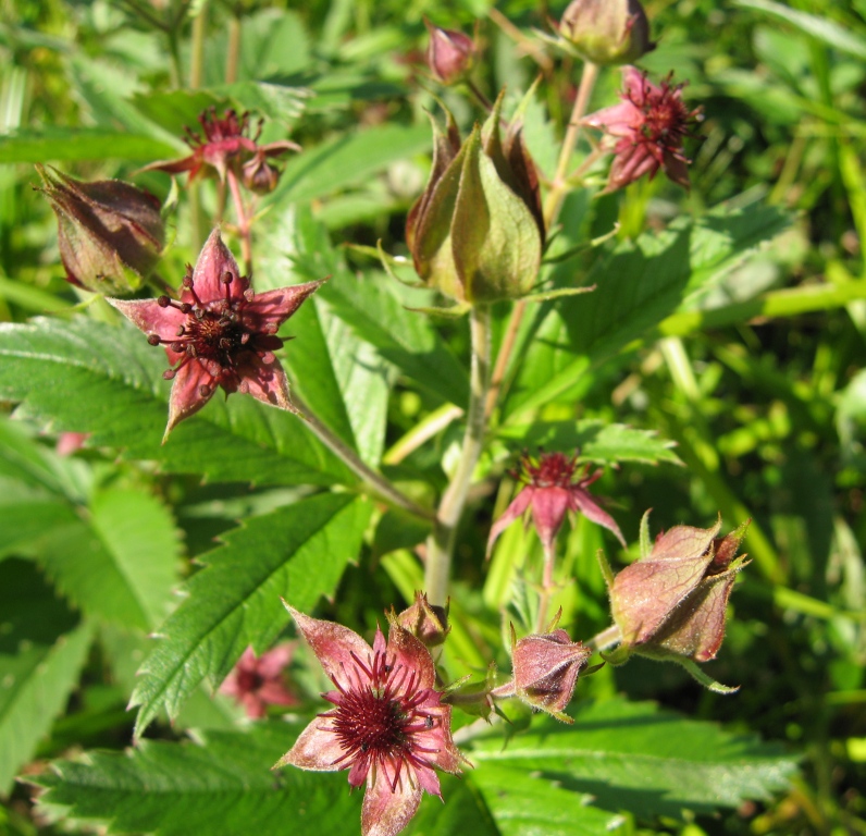 Image of Comarum palustre specimen.