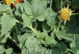 Tithonia rotundifolia