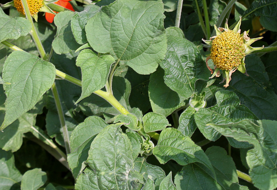 Image of Tithonia rotundifolia specimen.