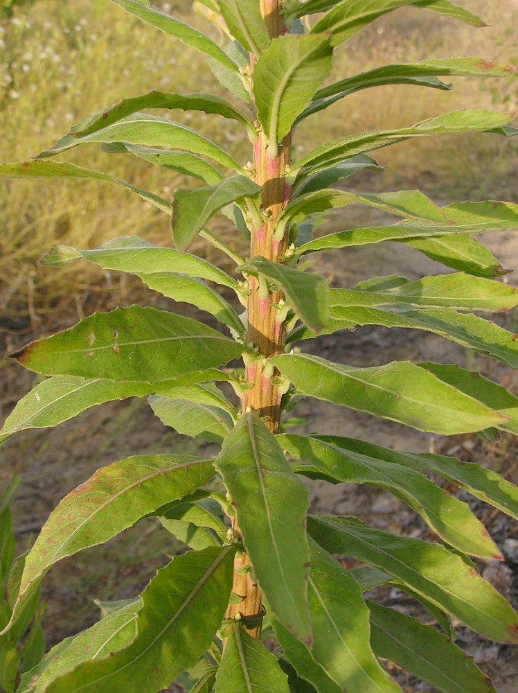 Image of Oenothera depressa specimen.