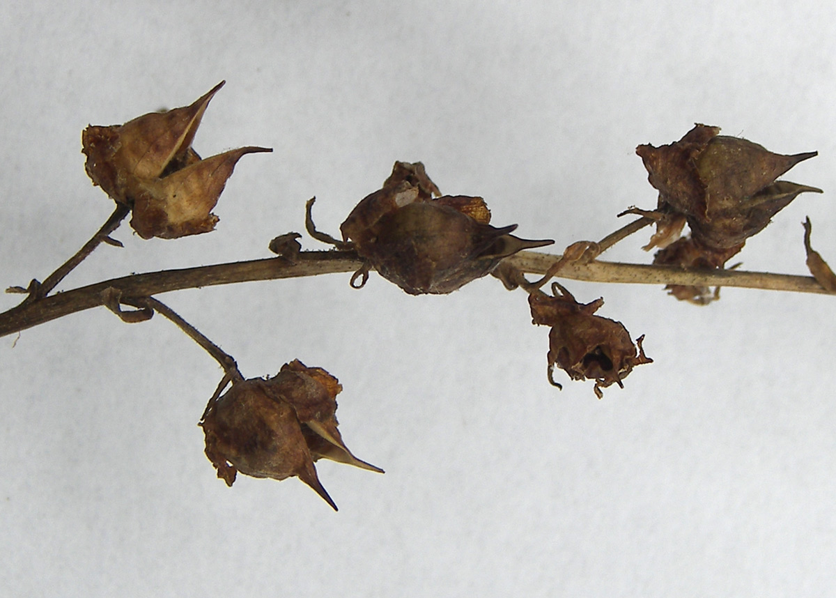 Image of Scrophularia ruprechtii specimen.