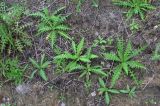 Cirsium palustre