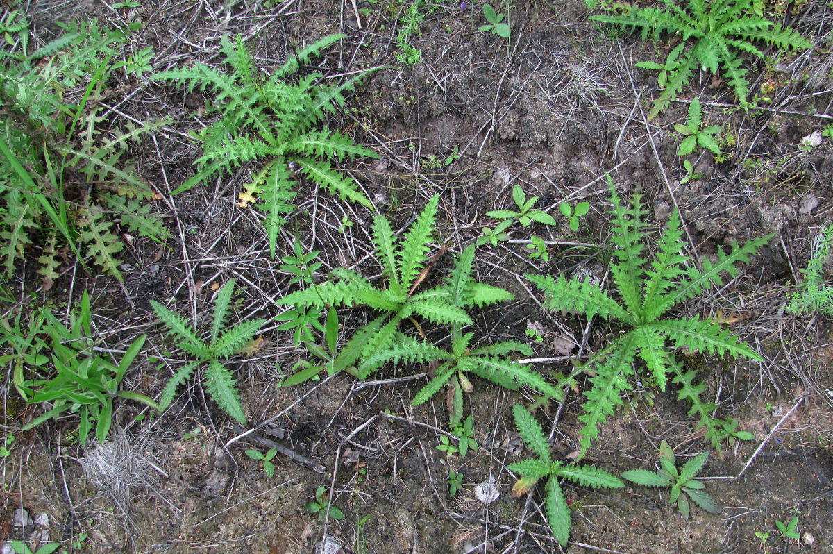 Изображение особи Cirsium palustre.