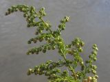 Artemisia annua. Верхушка плодоносящего растения. Краснодарский край, окр. г. Крымск, берег р. Адагум. 11.10.2013.