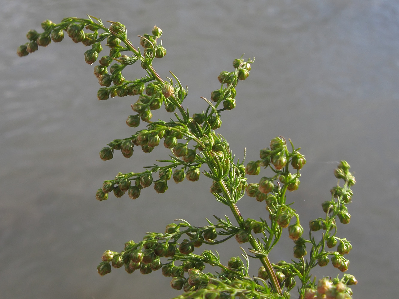 Изображение особи Artemisia annua.