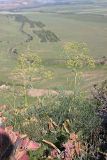 Ferula leucographa. Зацветающие растения. Южный Казахстан, горы Каракус. 16.05.2013.