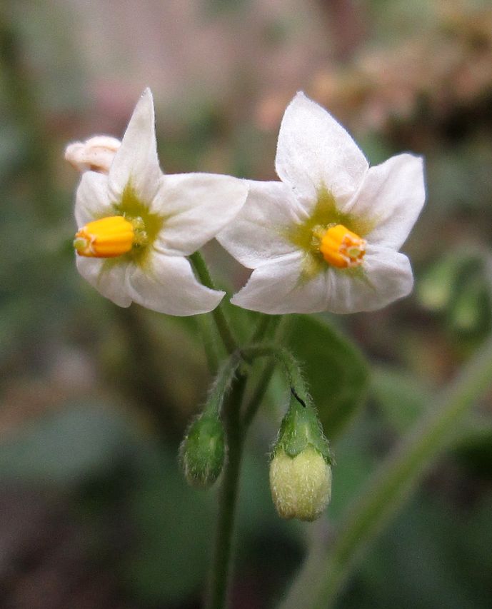 Изображение особи Solanum nigrum.