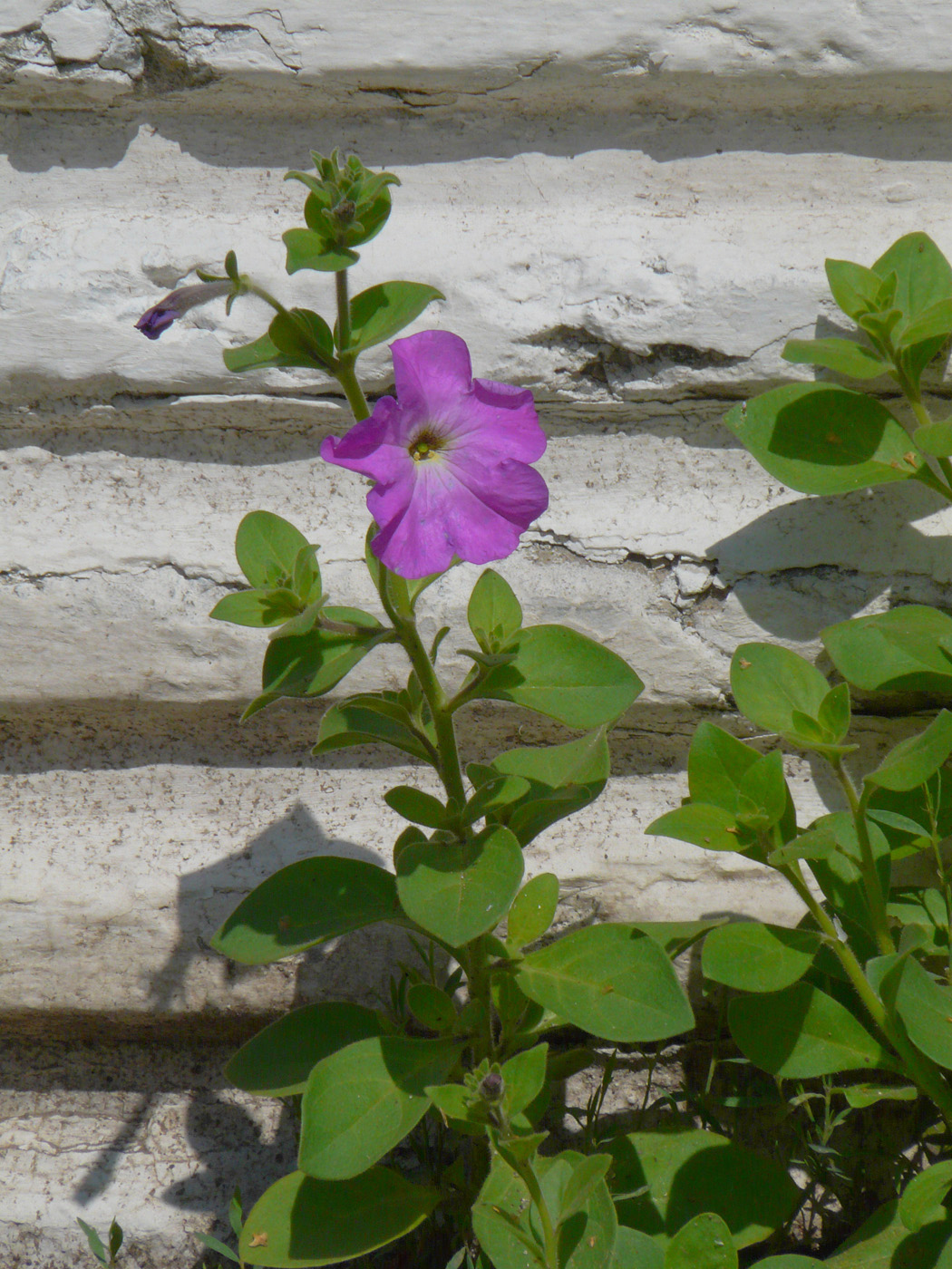 Изображение особи Petunia × atkinsiana.