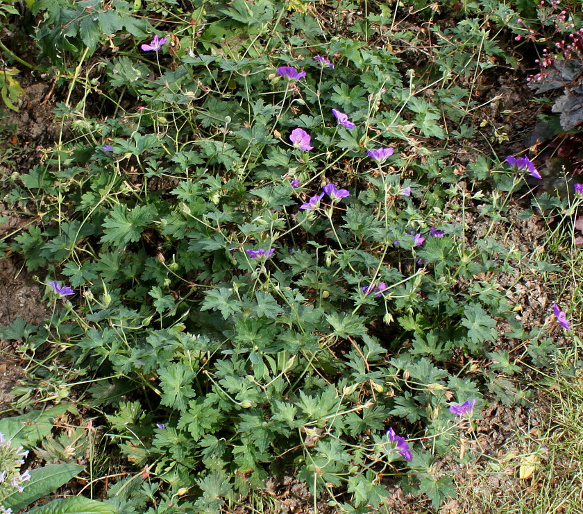 Изображение особи Geranium wallichianum.