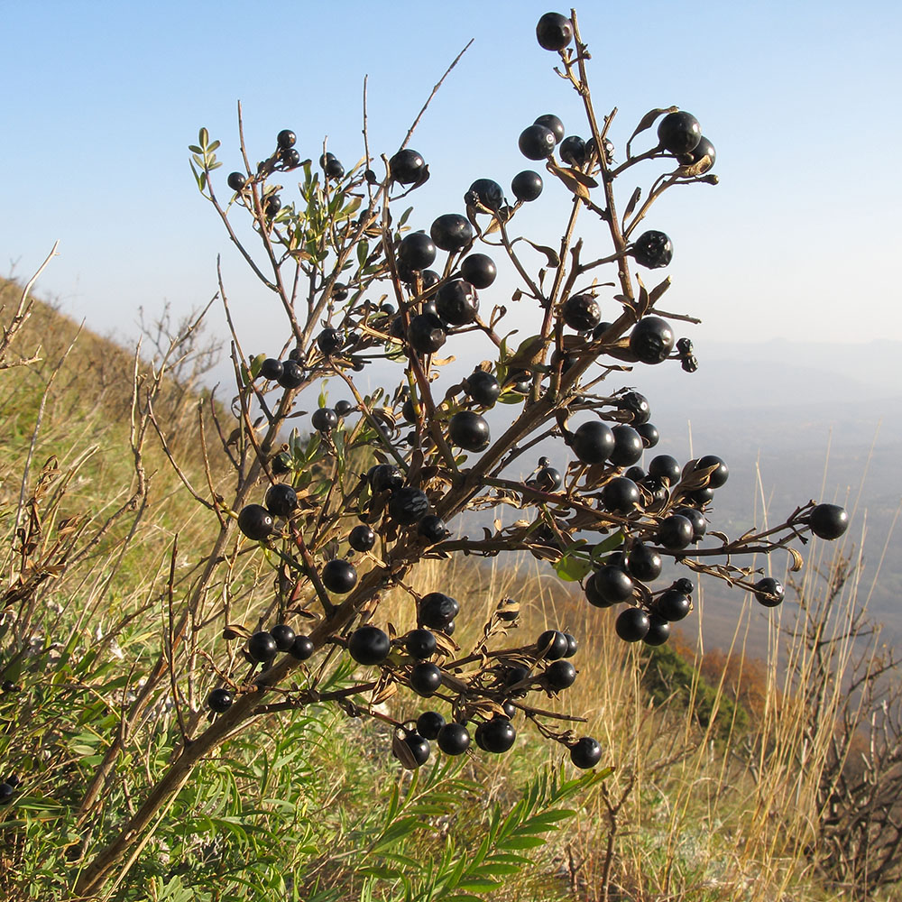 Image of Jasminum fruticans specimen.