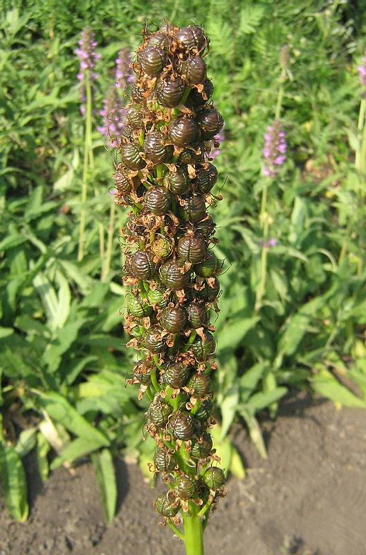 Image of Eremurus spectabilis specimen.