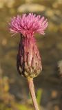 Cirsium setosum. Верхушка побега с соцветием. Краснодарский край, Крымский р-н, окр. ст. Неберджаевская, р. Богого. 18.09.2013.