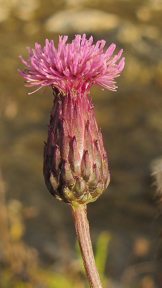 Изображение особи Cirsium setosum.