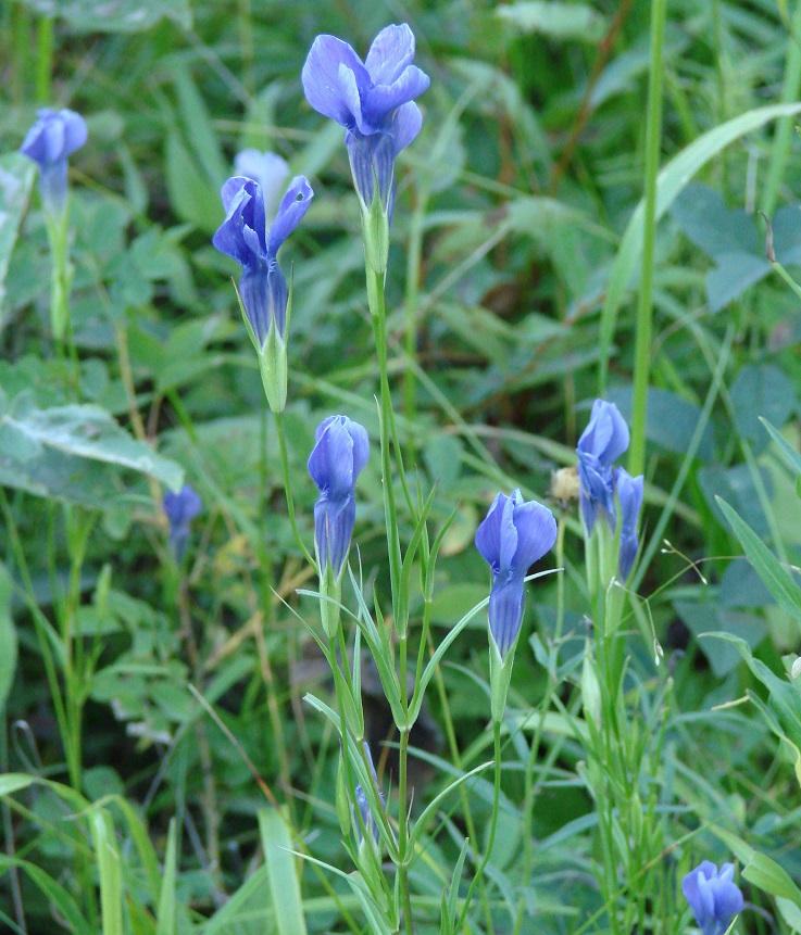 Изображение особи Gentianopsis barbata.