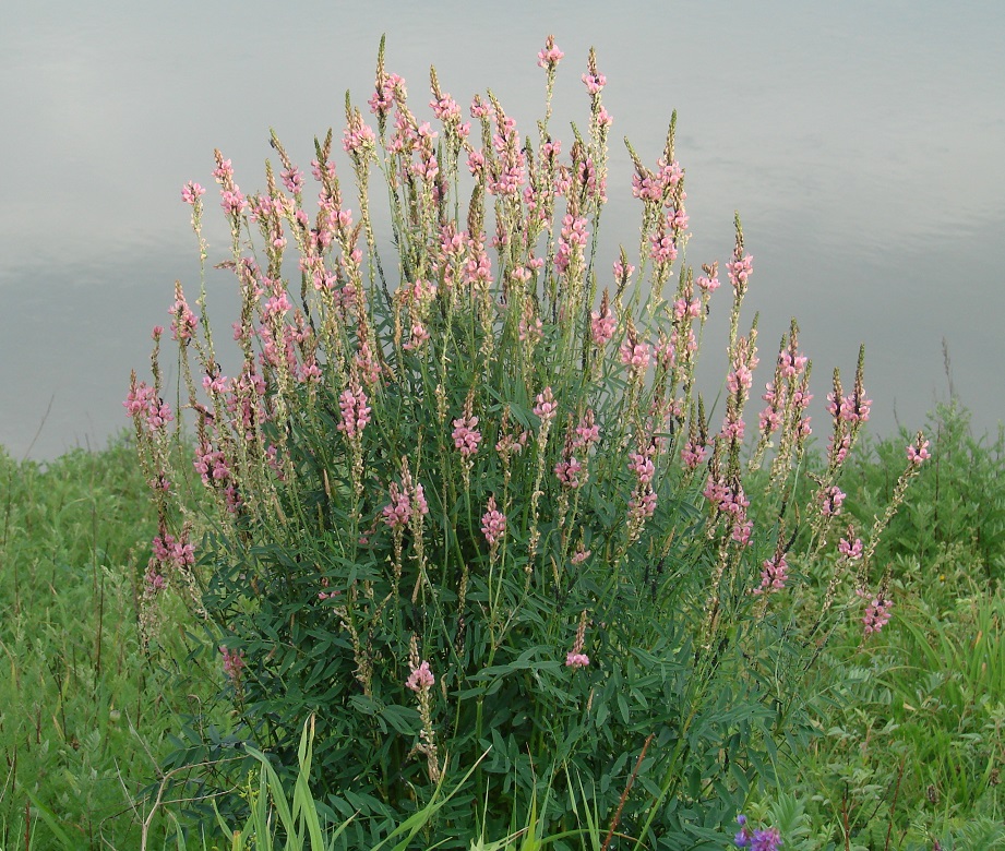 Image of Onobrychis arenaria specimen.