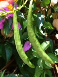 Campsis radicans