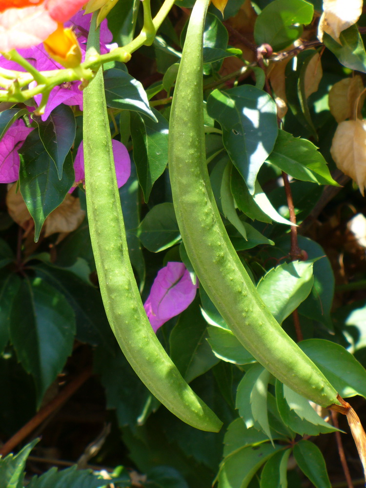 Image of Campsis radicans specimen.