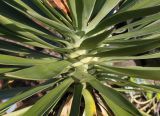 Yucca aloifolia. Основания листьев. Германия, г. Дюссельдорф, Ботанический сад университета. 02.03.2014.