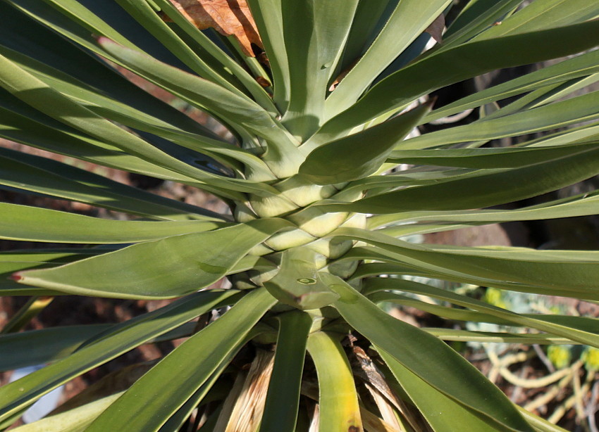 Image of Yucca aloifolia specimen.