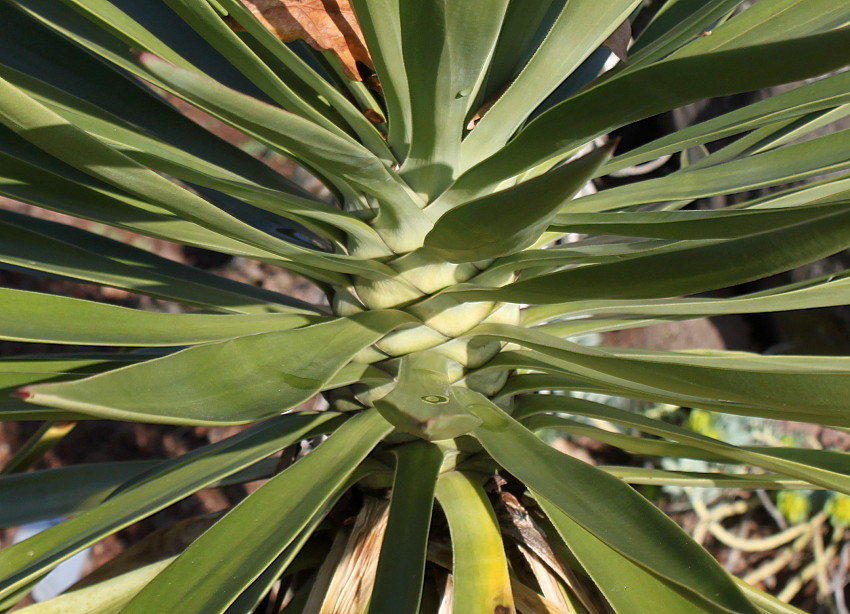 Изображение особи Yucca aloifolia.