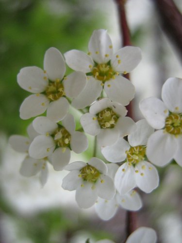 Image of Spiraea × cinerea specimen.