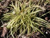 Carex hachijoensis. Перезимовавшее растение с соцветиями ('Evergold'). Германия, г. Дюссельдорф, Ботанический сад университета. 10.03.2014.