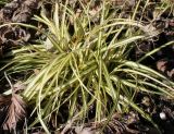 Carex hachijoensis