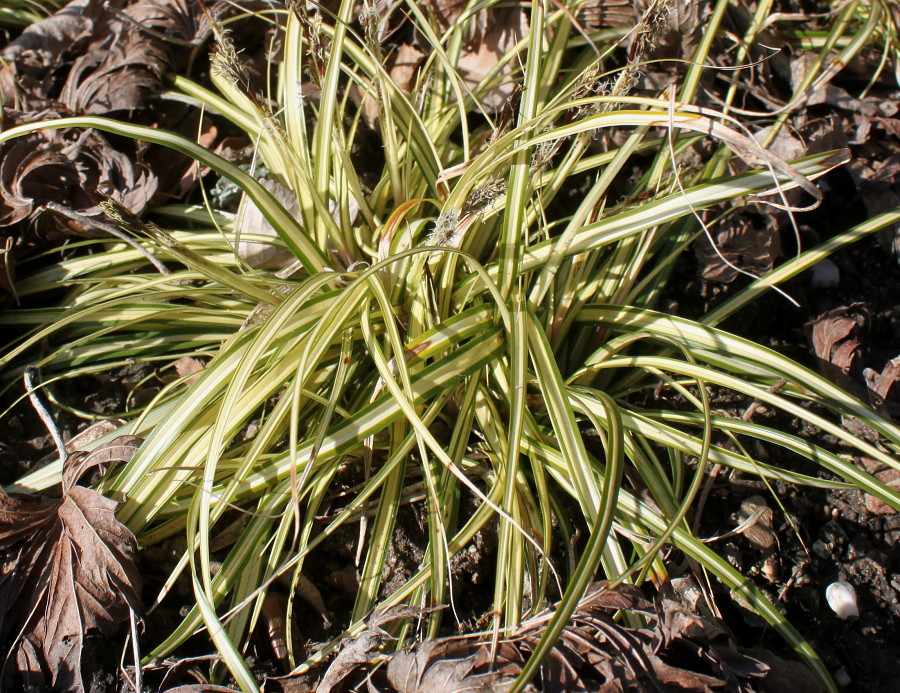 Изображение особи Carex hachijoensis.