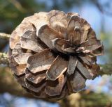 Pinus rigida