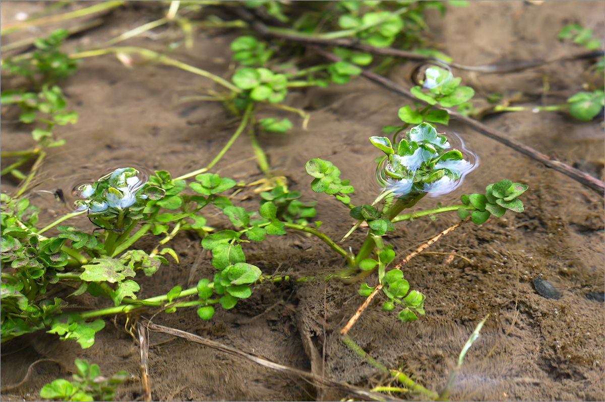 Изображение особи Cardamine amara.