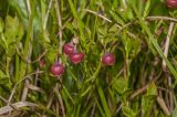 Vaccinium myrtillus
