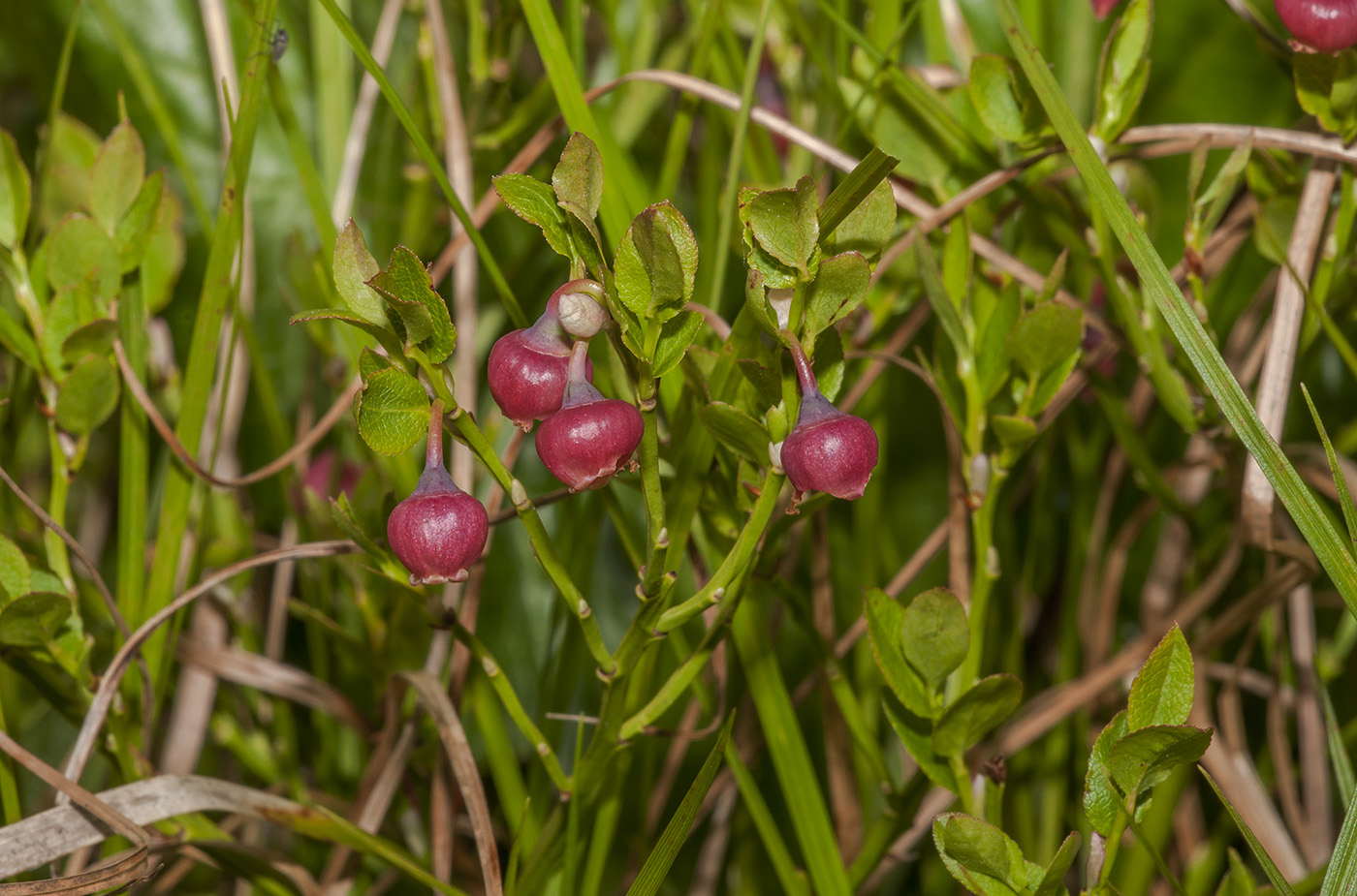 Изображение особи Vaccinium myrtillus.