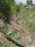 Verbascum phoeniceum