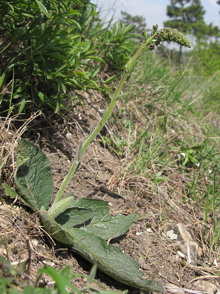 Image of Verbascum phoeniceum specimen.