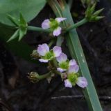 Damasonium alisma