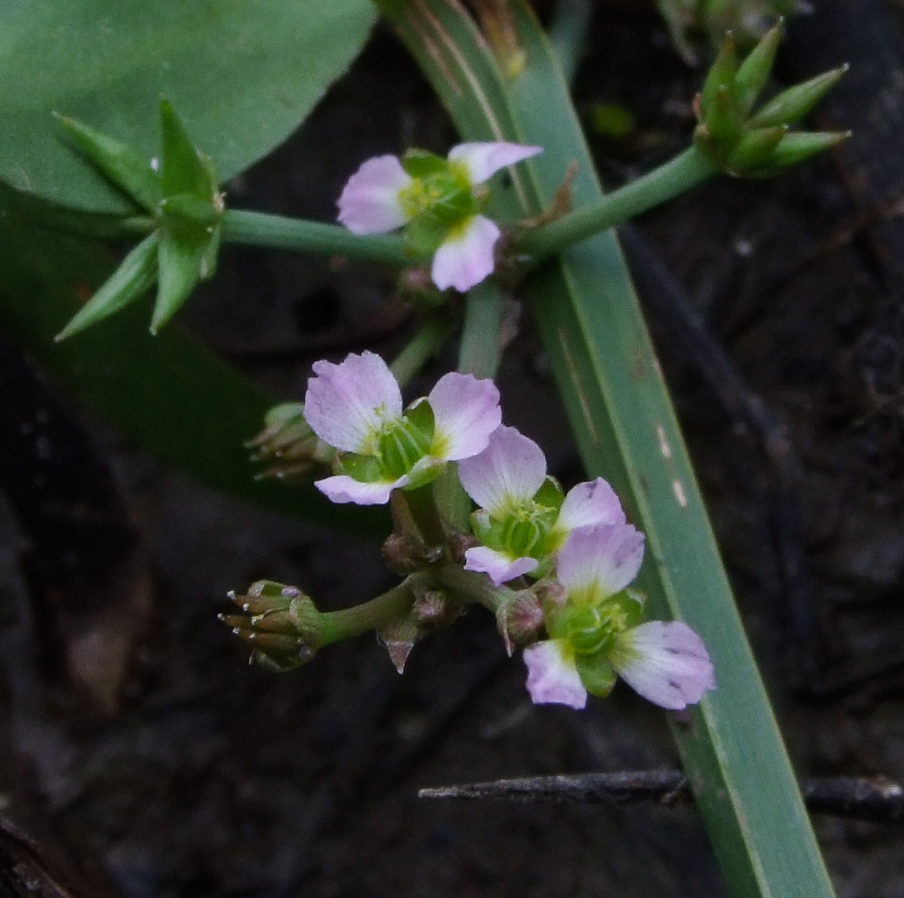 Изображение особи Damasonium alisma.