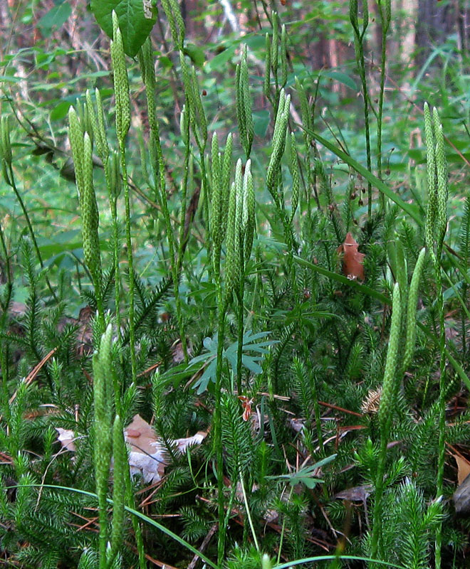 Изображение особи Lycopodium clavatum.