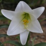 Lilium longiflorum