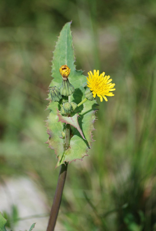 Изображение особи Sonchus oleraceus.