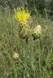 Centaurea × panciciana. Закрытые и распустившееся соцветия. Крым, Карадагский заповедник, пер. Северный, поляна среди дубового шибляка. 25 июня 2014 г.