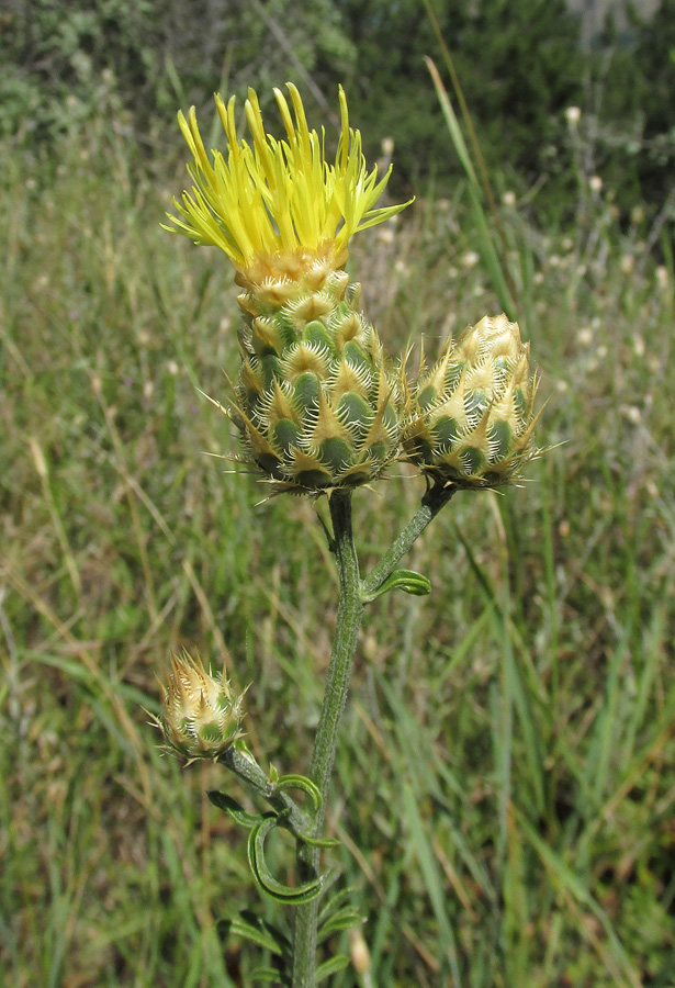 Изображение особи Centaurea × panciciana.