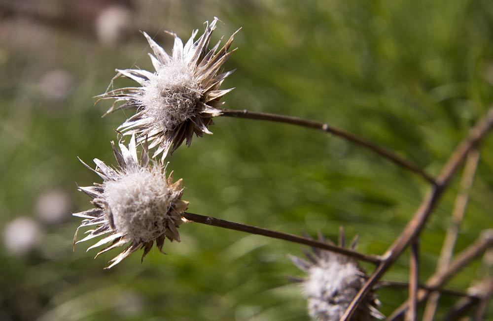 Image of Ptilostemon chamaepeuce specimen.