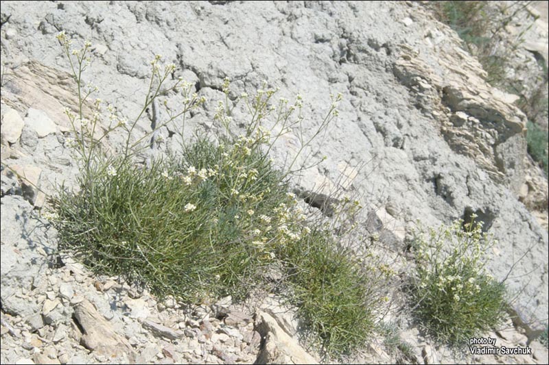 Изображение особи Lepidium turczaninowii.